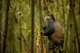 silpuri guarani